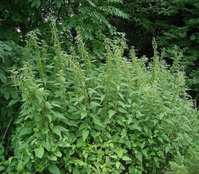 Stinging Nettle- home-patch of plants